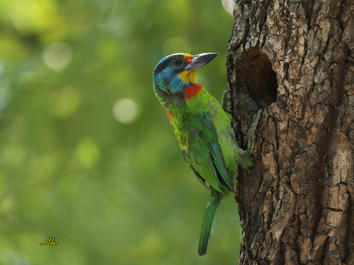 Taiwan Barbet