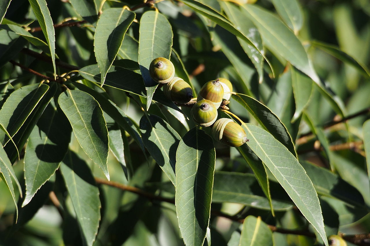 Chinese Evergreen Oak