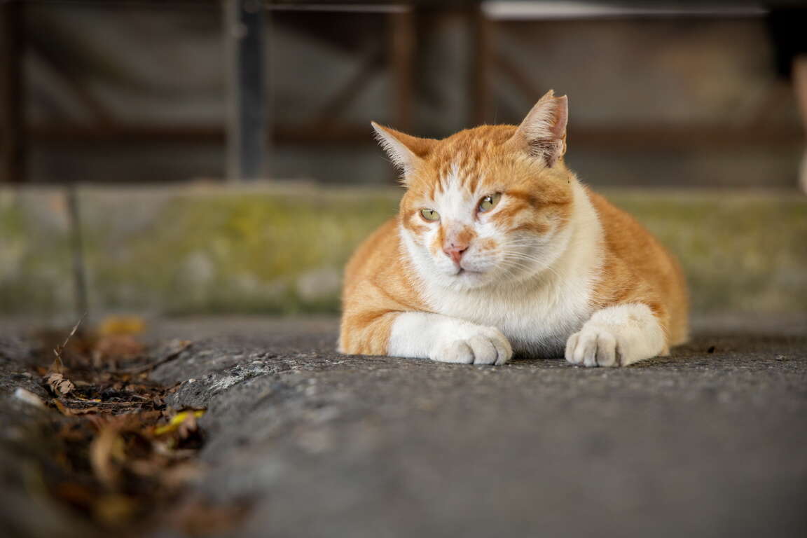 Houtong (猴硐)