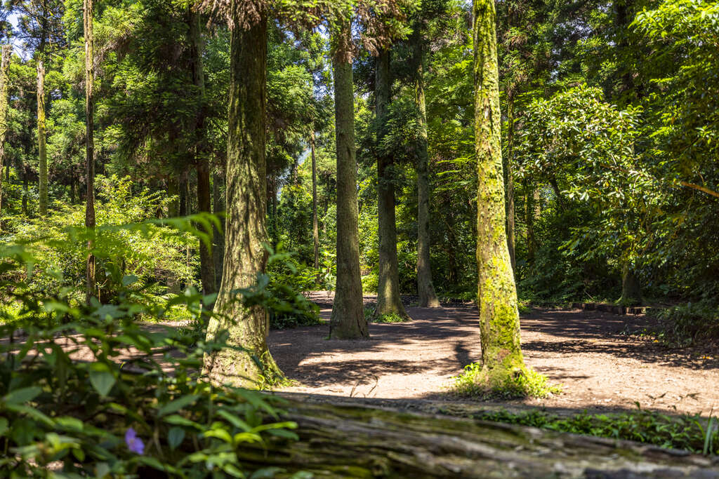 Recommended Hidden Gem in Beitou, Taipei City: Zhuzihu Black Forest (竹子湖黑森林)