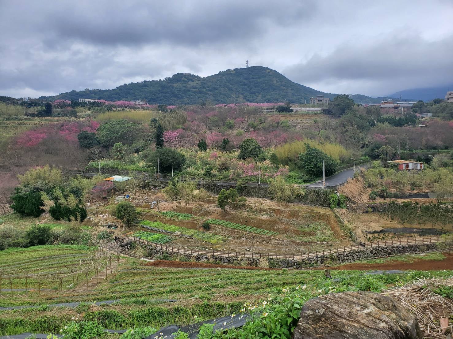 Recommended Hidden Gem in Shilin, Taipei City: Ewei Mountain Rice Fields (鵝尾山水田)