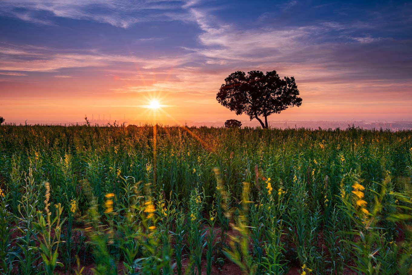 Must-Visit Hidden Gem Recommendation: Taichung City's Jiutian Sunset Tree (九天夕陽之樹)