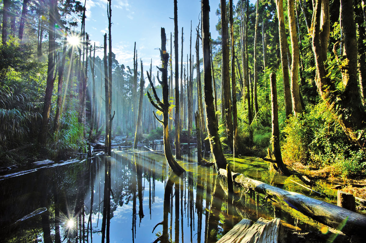 Must-Visit Hidden Gem Gem Recommendation: Nantou County's Wangyou Forest (忘憂森林)