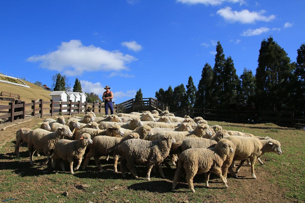 Must-Visit Hidden Gem Recommendation: Nantou County's Qingjing Farm (清境農場)