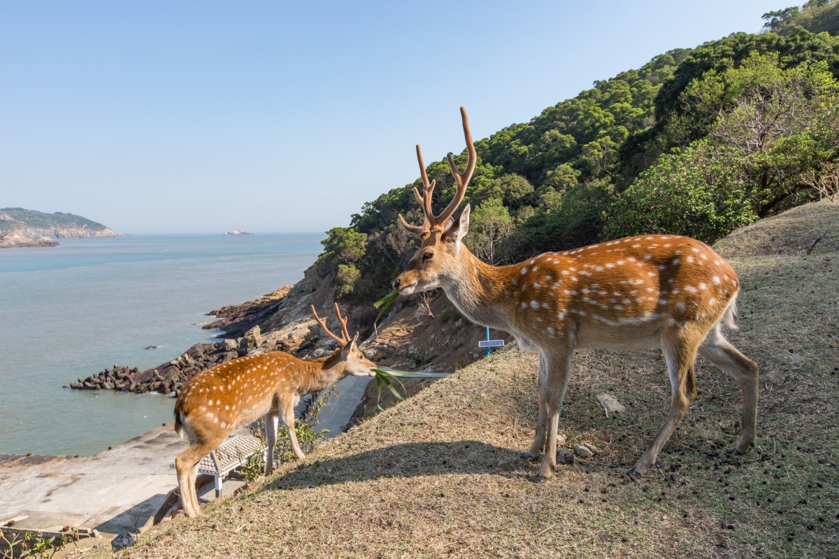 Must-Visit Hidden Gem Recommendation: Matsu's Daqiu Island (大坵島)